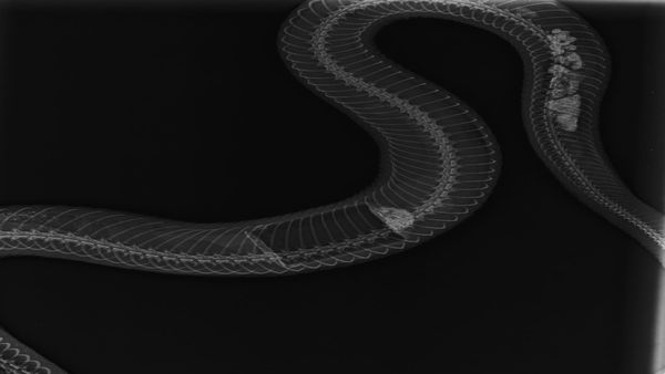 ಮಂಗಳೂರು: ಸುಣ್ಣದ ಡಬ್ಬ ನುಂಗಿದ ನಾಗರ ಹಾವಿಗೆ ಪುನರ್ಜನ್ಮ ನೀಡಿದ ಉರಗ ರಕ್ಷಕ