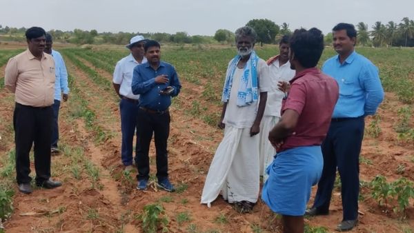 ಹತ್ತಿಬೆಳೆಗೆ ಕೆಂಪು ರೋಗ; ರಾಯಚೂರು ಕೃಷಿ ವಿವಿ ತಜ್ಞರ ಪರಿಶೀಲನೆ 
