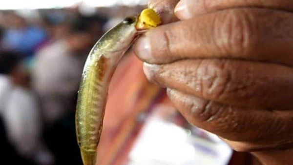 ಹೈದರಾಬಾದ್‌ನಲ್ಲಿ ಅಸ್ತಮಾ ನಿವಾರಣೆಗಾಗಿ ಮೀನಿನ ಪ್ರಸಾದ ವಿತರಣೆ