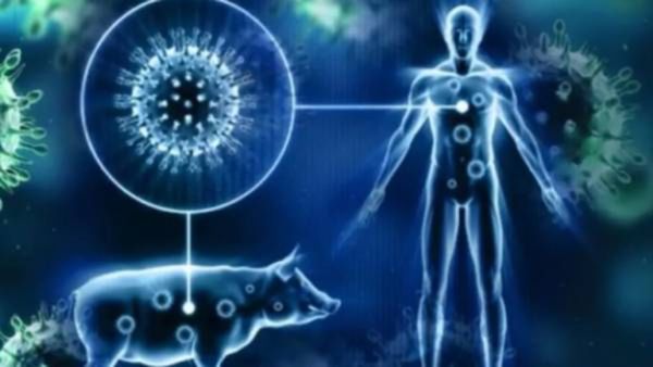 African Swine Flu: ಕೇರಳದಲ್ಲಿ ಹಂದಿ ಜ್ವರ ಪತ್ತೆ, ಕರ್ನಾಟಕಕ್ಕೂ ಅನಾರೋಗ್ಯ ಭೀತಿ