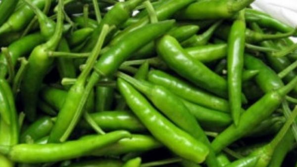 ಮುಂಗಾರು ಹಂಗಾಮು; ಮೆಣಸಿನಕಾಯಿ ಬೆಳೆಗೆ ಸಲಹೆಗಳು 