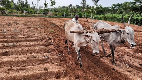ರೈತರಿಗೆ ಸಿಹಿಸುದ್ದಿ; ಖಾರಿಫ್ ಬೆಳೆಗಳ ಎಂಎಸ್‌ಪಿ ಏರಿಕೆಗೆ ಕೇಂದ್ರದ ಒಪ್ಪಿಗೆ 