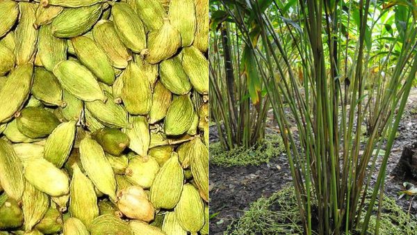 ಕೋಟಿ.. ಕೋಟಿ.. ಆದಾಯ ಕೊಡುತ್ತಿದ್ದ ಏಲಕ್ಕಿ ಬೆಳೆ ಬಿಟ್ಟು ಕಾಫಿ ಬೆಳೆಯೆಡೆಗೆ ಚಿತ್ತನೆಟ್ಟ ಕೊಡಗಿನ ರೈತ, ಕಾರಣ ಏನು?