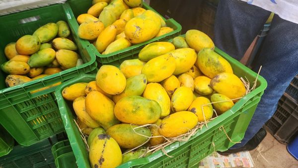 ನಾಲ್ಕು ದಿನಗಳ ಮಾವು ಮೇಳಕ್ಕೆ ಚಾಲನೆ, ಸ್ಥಳ ಎಲ್ಲಿ ಗೊತ್ತಾ?