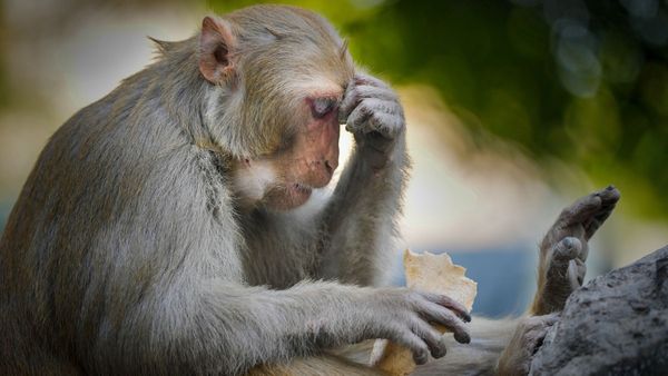 20 ಮಂದಿ ಮೇಲೆ ದಾಳಿ ಮಾಡಿದ್ದ ಕೋತಿ ಸೆರೆ!: ಕೋತಿ ಮೇಲೆ ಇದ್ದಿದ್ದು 21,000 ಬಹುಮಾನ!