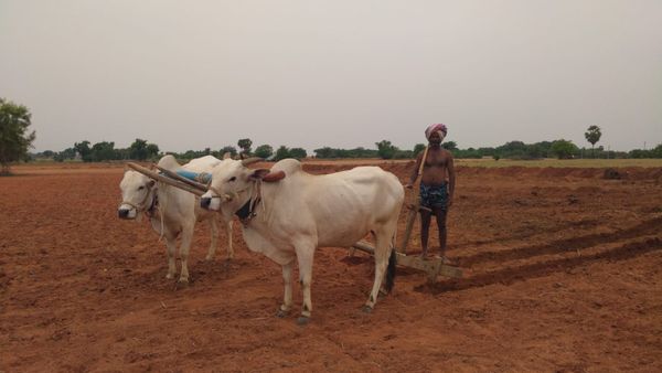 ಮುಂಗಾರು; ಕೊಪ್ಪಳದಲ್ಲಿ ಬೀಜ, ರಸ ಗೊಬ್ಬರ ದಾಸ್ತಾನು ಬಗ್ಗೆ ಸಭೆ 