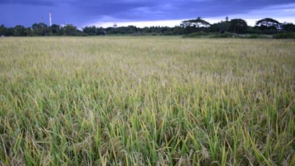 ಕೈಕೊಟ್ಟ ಮುಂಗಾರು ಪೂರ್ವ ಮಳೆ: ಸಕ್ಕರೆ ನಾಡು ಮಂಡ್ಯ ಜಿಲ್ಲೆಯಲ್ಲಿ ಬೇಸಿಗೆ ಬೆಳೆ ಉಳಿಸಿಕೊಳ್ಳಲು ರೈತರ ಹರಸಾಹಸ