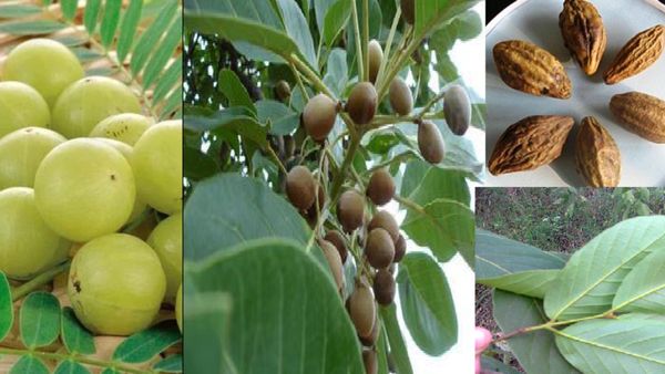 Triphala Benefits: ತ್ರಿಫಲ ಎಂದರೇನು? ನಿಮಗಿದರ ಆರೋಗ್ಯಕರ ಪ್ರಯೋಜನಗಳು ತಿಳಿದಿದಿಯೇ?
