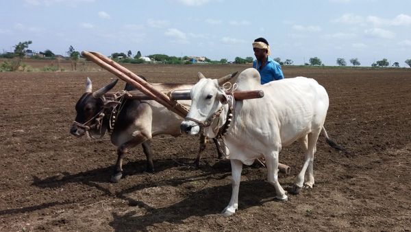 ರಾಯಚೂರು: ನಿರೀಕ್ಷಿತ ಮಟ್ಟ ತಲುಪದ ಬಿತ್ತನೆ ಬೀಜ ಸಂಗ್ರಹ, ರೈತರಲ್ಲಿ ಆತಂಕ