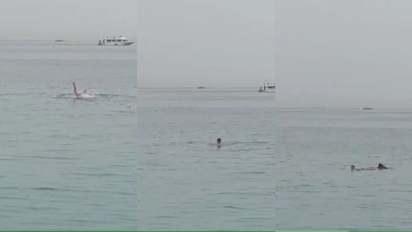 shark attack: ಪ್ರವಾಸಿಗನನ್ನು ಕೊಂದು ತಿಂದ ಶಾರ್ಕ್, ತಂದೆ ಕಿರುಚಾಟ, ಗೆಳತಿ ಪ್ರಾಣಾಪಾಯದಿಂದ ಪಾರು-ವಿಡಿಯೋ