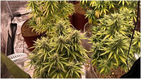 ಶಿವಮೊಗ್ಗ: ಮನೆಯಲ್ಲೇ ಗಾಂಜಾ ಬೆಳೆದು ಮಾರಾಟ: ಐವರು ವೈದ್ಯಕೀಯ ವಿದ್ಯಾರ್ಥಿಗಳು ಪೊಲೀಸರ ಬಲೆಗೆ