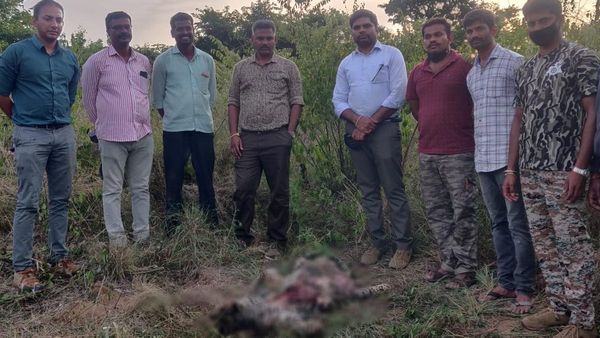 ಬಂಡೀಪುರ ಹುಲಿ ಸಂರಕ್ಷಿತ ಪ್ರದೇಶದಲ್ಲಿ ಒಂದೇ ದಿನ ಮೂರು ಚಿರತೆಗಳ ಸಾವು