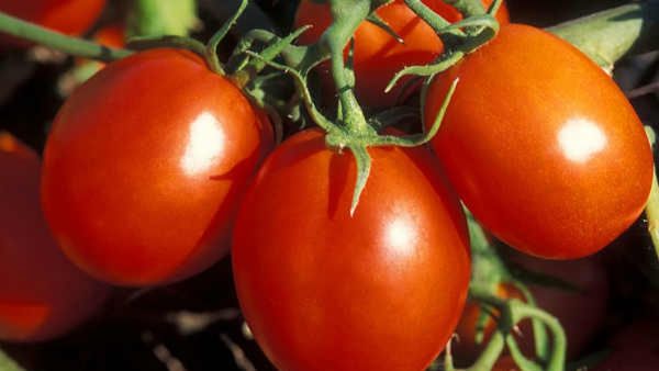 Tomato Price Hike: ಕೇಂದ್ರದ ವಿರುದ್ಧ ಬಿಜೆಪಿ ನಾಯಕರ ಪ್ರತಿಭಟನೆ ಯಾವಾಗ?