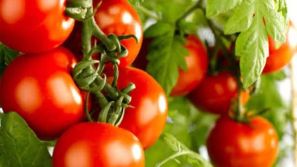 ಗಗನಕ್ಕೇರಿದ ಟೊಮ್ಯಾಟೋ ಬೆಲೆ: ರಾಜ್ಯವಾರು ದರ ಎಷ್ಟಿದೆ, ಇಲ್ಲಿದೆ ವಿವರ