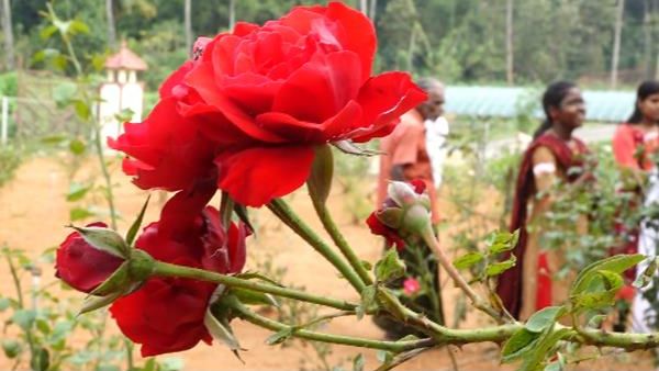 Vastu Tips: ಮನೆಯಲ್ಲಿ ಹೆಚ್ಚು ಹಣವನ್ನು ಸಂಗ್ರಹಿಸಲು ಬಯಸುವಿರಾ? ಹಾಗಾದರೆ ಮನೆಯಲ್ಲಿ ಗುಲಾಬಿ ಗಿಡವನ್ನು ಈ ಜಾಗದಲ್ಲಿ ಇಡಿ..