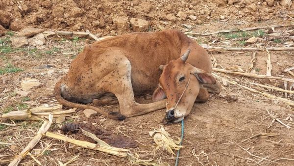 ತುಮಕೂರು: ಕೊರಟಗೆರೆಯ ಗೋಶಾಲೆಯಲ್ಲಿ ಮೇವು, ನೀರು ಇಲ್ಲದೆ 20ಕ್ಕೂ ಹೆಚ್ಚು ಜಾನುವಾರುಗಳ ಸಾವು