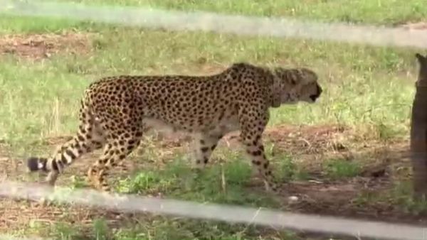 ಕುನೋ ರಾಷ್ಟ್ರೀಯ ಉದ್ಯಾನವನದಲ್ಲಿ 4 ತಿಂಗಳಲ್ಲಿ 8ನೇ ಚಿರತೆ ಸಾವು