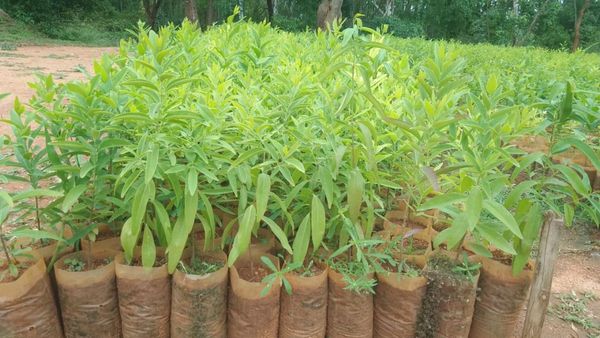 ಬೆಲೆ ಇಳಿಸಿದ ರಾಜ್ಯ ಸರ್ಕಾರ: ವಿವಿಧ ಸಸಿಗಳಿಗೆ ಹೆಚ್ಚಿದ ಬೇಡಿಕೆ