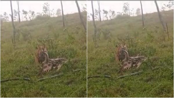 ಹಿಮವದ್‌ ಗೋಪಾಲಸ್ವಾಮಿ ಬೆಟ್ಟದಲ್ಲಿ ಕಾಡೆಮ್ಮೆ ಕಿತ್ತು ತಿಂದ ವ್ಯಾಘ್ರ: ಬೆಚ್ಚಿಬಿದ್ದ ಭಕ್ತರು