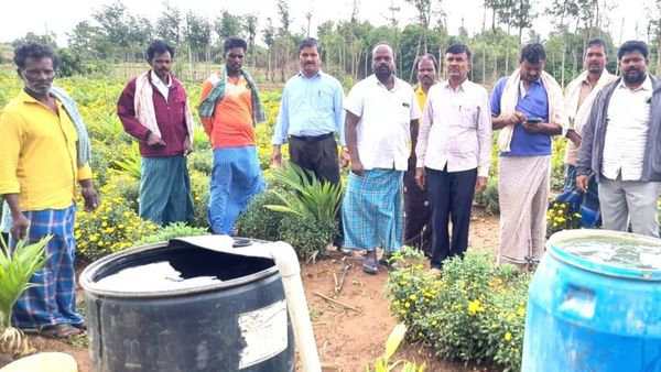 ಸೇವಂತಿಗೆ ಬೆಳೆಯಲ್ಲಿ ಕೀಟ, ರೋಗ ಬಾಧೆ; ಹತೋಟಿಗೆ ಸಲಹೆಗಳು