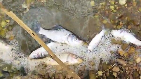 ಕಲುಷಿತವೋ..ವಿಷವೋ? ಜೋಡಿಲಿಂಗದಹಳ್ಳಿ ಕೆರೆಯಲ್ಲಿ ಮೀನುಗಳ ಮಾರಣ ಹೋಮ: ಗ್ರಾಮಸ್ಥರಲ್ಲಿ ಆತಂಕ