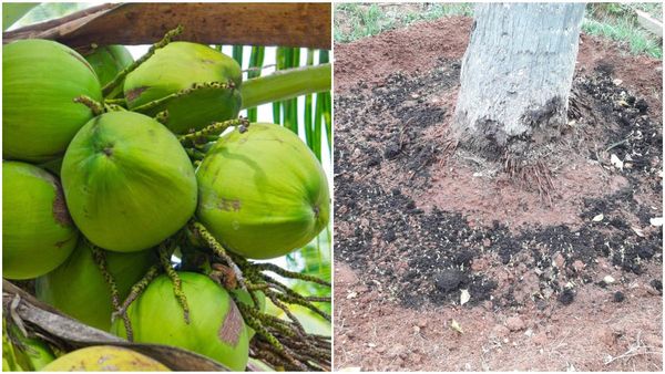 Coconut Farming: ತೆಂಗು ಇಳುವರಿ ಹೆಚ್ಚಾಗಲು ಮಳೆಗಾಲದಲ್ಲಿ ಹೀಗೆ ಮಾಡಿ