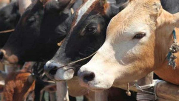 ಮಧ್ಯಪ್ರದೇಶದಲ್ಲಿ ಗೋಮಾಂಸ ಮಾರಾಟದ ಆರೋಪ: ಮುಸ್ಲಿಂರನ್ನು ಥಳಿಸಿದ ಬಜರಂಗದಳದ ಕಾರ್ಯಕರ್ತರು