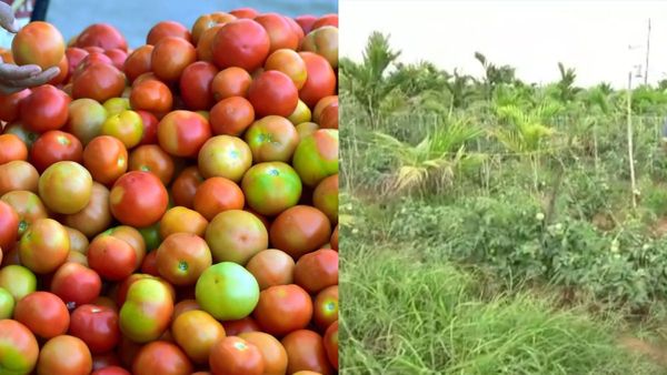  ಕೋಲಾರದಷ್ಟೇ ದಾವಣಗೆರೆ ಟೊಮೆಟೊಗೂ ಬಂತು ಭಾರೀ ಬೇಡಿಕೆ, ಜಮೀನುಗಳಿಗೆ ಸೆಕ್ಯೂರಿಟಿ ಹೇಗಿದೆ ಗೊತ್ತಾ?