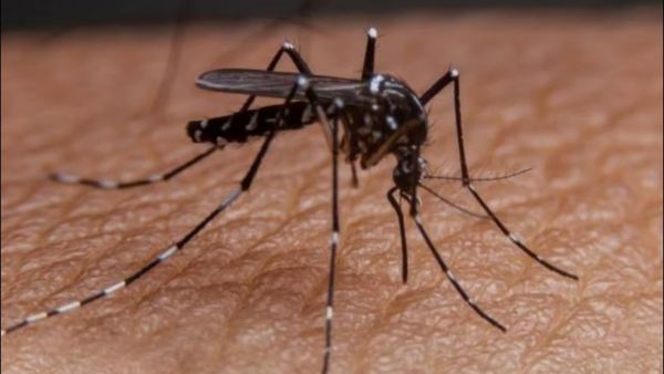 ರಾಜ್ಯದಲ್ಲಿ ಡೆಂಗ್ಯೂ ಪ್ರಕರಣ ಹೆಚ್ಚಳ: ಆರೋಗ್ಯದಲ್ಲಿ ಈ ಲಕ್ಷಣಗಳಿದ್ದರೆ ನಿರ್ಲಕ್ಷಿಸಬೇಡಿ..!