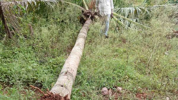 ಚನ್ನಪಟ್ಟಣ: ಬರೀ ಎಳನೀರು ಕುಡಿಯುವುದಲ್ಲೇ 15ಕ್ಕೂ ಹೆಚ್ಚು ತೆಂಗಿನ ಮರಗಳನ್ನು ಕಿತ್ತೆಸೆದ 