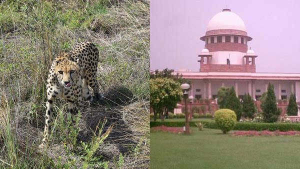 ಚಿರತೆಯ ಸಾವುಗಳು ಈ ಯೋಜನೆಯ ಬಗ್ಗೆ ಉತ್ತಮ ಚಿತ್ರಣ ನೀಡುವುದಿಲ್ಲ: ಸುಪ್ರೀಂ ಕೋರ್ಟ್