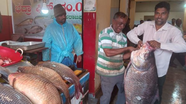 ಚಿಕ್ಕಮಗಳೂರು: 12 ಸಾವಿರಕ್ಕೆ ಮಾರಾಟವಾಯ್ತು ಈ ಮೀನು, ಇದರ ತೂಕ ಕೇಳಿದ್ರೆ ನೀವು ಶಾಕ್‌!
