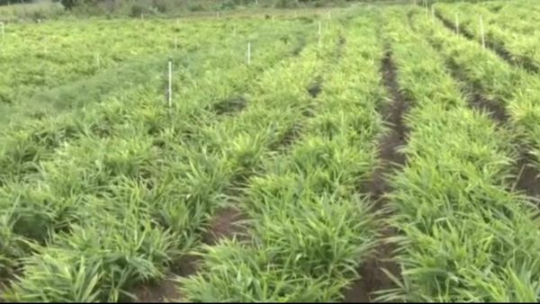 ಟೊಮೆಟೊ ಬಳಿಕ ಶುಂಠಿ ಬೆಲೆ ಗಗನಕ್ಕೆ: ಬೆಲೆ ಸ್ಥಿರವಾಗಿದ್ರೆ ಬೆಳೆಗಾರ ಕುಬೇರ, ದುಬಾರಿ ಬೆಲೆ ವಿವರ ತಿಳಿಯಿರಿ