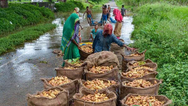 Ginger price in karnataka: ಟೊಮೆಟೊ, ಗೋಧಿ ಹಿಟ್ಟು, ಮೆಣಸಿನಕಾಯಿ ಬಳಿಕ ಗಗನಕ್ಕೇರಿದ ಶುಂಠಿ ಬೆಲೆ: ಕೆಜಿಗೆ ಎಷ್ಟು ಗೊತ್ತೇ?
