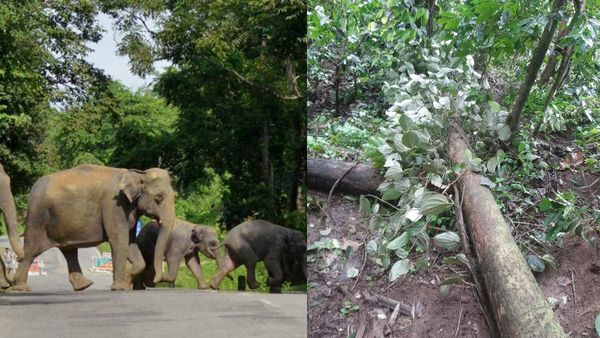 ಕಾಡಾನೆ ದಾಳಿಯಿಂದ ಮುಕ್ತಿ ಕೊಡಿಸಿ, ಇಲ್ಲವಾದರೆ ವಿಷ ಕೊಡಿ: ಹಾಸನ ಜಿಲ್ಲೆ ರೈತರ ಆಕ್ರೋಶ
