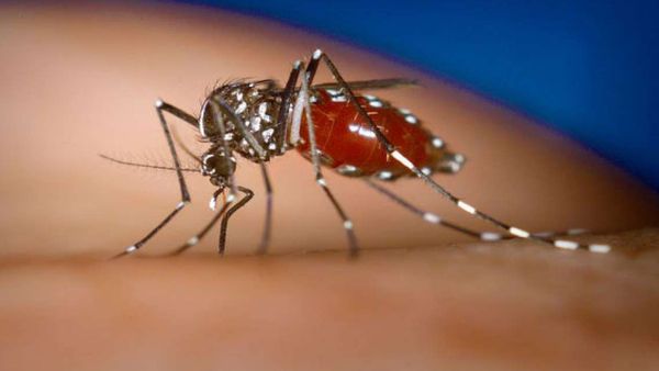 ಮಳೆಗಾಲದಲ್ಲಿ ಸೊಳ್ಳೆಗಳಿಂದ ಹರಡುವ ಮಾರಕ ಕಾಯಿಲೆಗಳಿಂದ ಪಾರಾಗುವುದು ಹೇಗೆ?, ಇಲ್ಲಿದವೆ ಪರಿಹಾರೋಪಾಯಗಳು