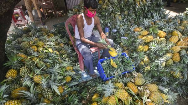 ತೋಟಗಾರಿಕೆ ಇಲಾಖೆಯಿಂದ ಈ ಬೆಳಗಳಿಗೆ ಸಹಾಯಧನ, ಅರ್ಜಿ ಹಾಕಿ