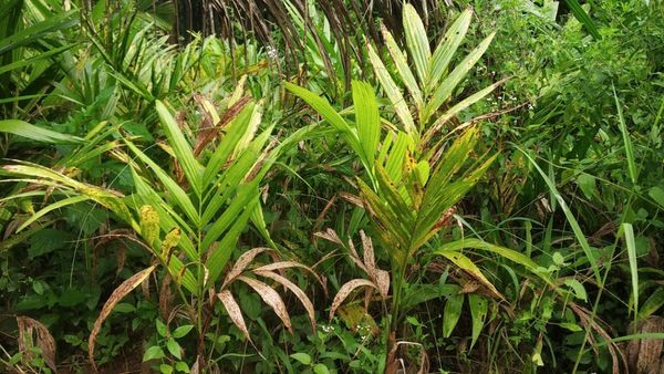 ಮುಂಗಾರು ಮಳೆ; ಅಡಿಕೆ ಎಲೆಚುಕ್ಕಿ ರೋಗದ ನಿರ್ವಹಣಾ ಕ್ರಮಗಳು