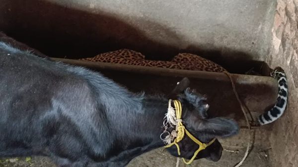 ಹೊಸಳ್ಳಿ: ಮನೆಗೆ ನುಗ್ಗಿದ ಚಿರತೆ..!, ಮುಂದೇನಾಯ್ತು ನೋಡಿ