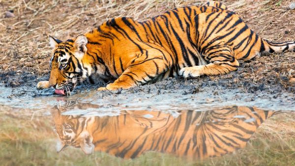 Tigers Day: ಮಧ್ಯಪ್ರದೇಶ ಹುಲಿಗಳ ಸಂಖ್ಯೆ ಕೇಳಿದ್ರೆ ತಲೆ ತಿರುಗುತ್ತೆ!