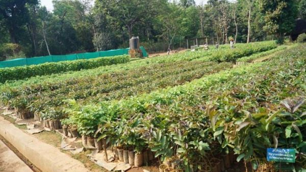 ದರ ಏರಿಕೆ, ಮುಂಗಾರು ಕೊರತೆ: ಅರಣ್ಯ ಕೃಷಿ ಚಟುವಟಿಕೆಗೆ ಭಾರೀ ಹಿನ್ನೆಡೆ