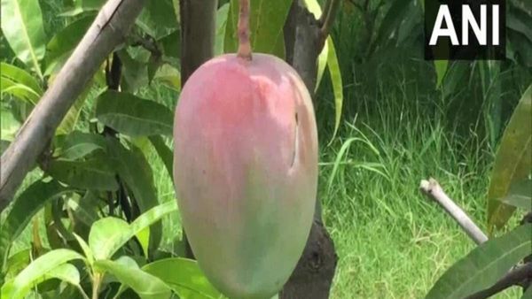 ವಿಶ್ವದ ಅತ್ಯಂತ ದುಬಾರಿ ಮಾವು ಬೆಳೆದ ರೈತ!, ಅದರ ಬೆಲೆ 3 ಲಕ್ಷ ರೂ.