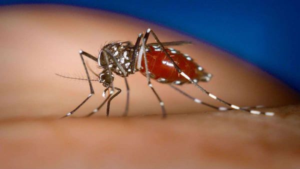 Mosquito: ಮಳೆಗಾಲದಲ್ಲಿ ಮಲಗಲು ಬಿಡ್ತಿಲ್ವಾ ಸೊಳ್ಳೆ? ಮನೆಯಲ್ಲಿದೆ ಇದಕ್ಕೆ ಪರಿಹಾರ