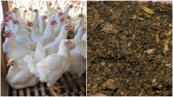 ರಸಗೊಬ್ಬರಕ್ಕೆ ಸೆಡ್ಡು, ರಾಯಚೂರಿನ ಕೋಳಿ ಗೊಬ್ಬರಕ್ಕೆ ಹೆಚ್ಚಿದ ಡಿಮ್ಯಾಂಡ್!