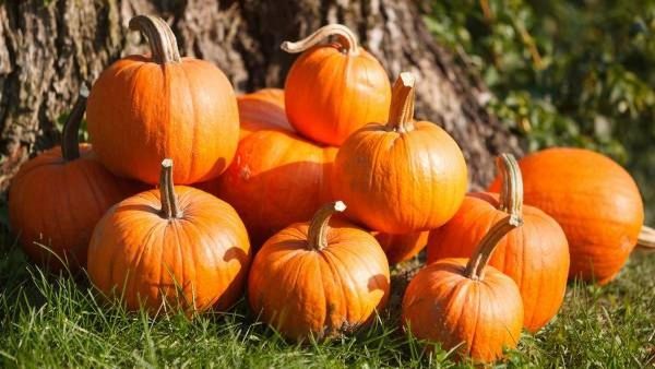 Pumpkin Seeds Health Benefits: ಕಾಲೋಚಿತ ಕಾಯಿಲೆಗಳಿಂದ ಮುಕ್ತಿ ನೀಡುವ ಕುಂಬಳಕಾಯಿ