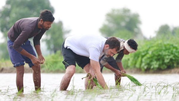 ರೈತರ ಗದ್ದೆಯಲ್ಲಿ ಟ್ರ್ಯಾಕ್ಟರ್‌ ಓಡಿಸಿ ನಾಟಿ ಮಾಡಿದ ರಾಹುಲ್‌ ಗಾಂಧಿ