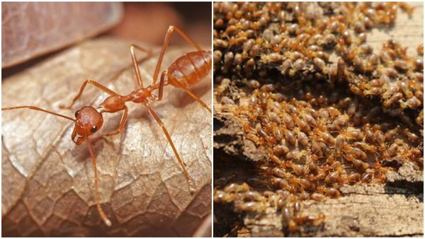 ತೋಟದಲ್ಲಿ ಕೆಂಪಿರುವೆ, ಗೆದ್ದಲು ಕಾಟ ಹೆಚ್ಚಾಗಿದೆಯಾ? ಇಲ್ಲಿದೆ ಪರಿಹಾರ