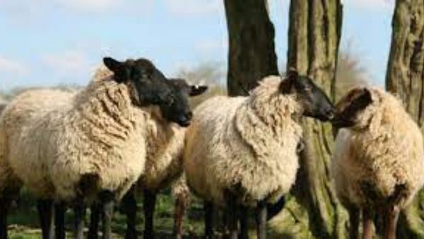 Maharashtra: ಟ್ರಕ್ ಹರಿದು 50 ಕುರಿಗಳು ಸ್ಥಳದಲ್ಲೇ ಸಾವು!