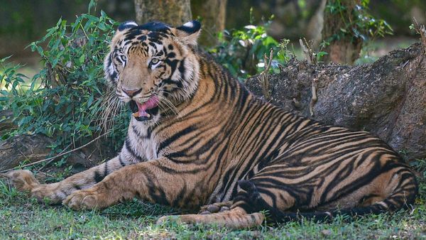 Tigers Day: 7 ತಿಂಗಳಲ್ಲಿ ಕೊಲೆಯಾದ ಹುಲಿಗಳ ಸಂಖ್ಯೆ ಎಷ್ಟು ಗೊತ್ತಾ?