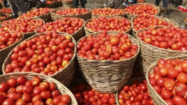 ಕುಂದಗೋಳ: ಲೀಟರ್‌ ಪೆಟ್ರೋಲ್‌ಗಿಂತಲೂ ದುಬಾರಿಯಾಯ್ತು ಕೆ.ಜಿ. ಟೊಮ್ಯಾಟೋ ಬೆಲೆ, ಮಾರುಕಟ್ಟೆಯತ್ತ ಮುಖ ಮಾಡದ ಗ್ರಾಹಕರು